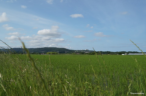 180614PaddyFields