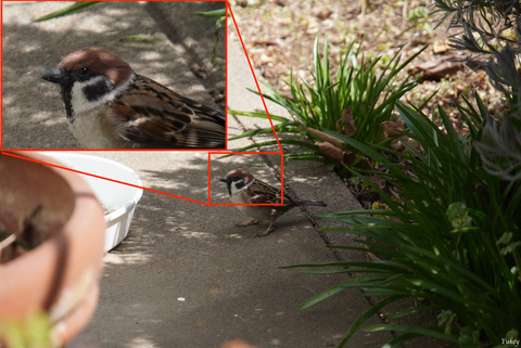 240321SparrowProfile