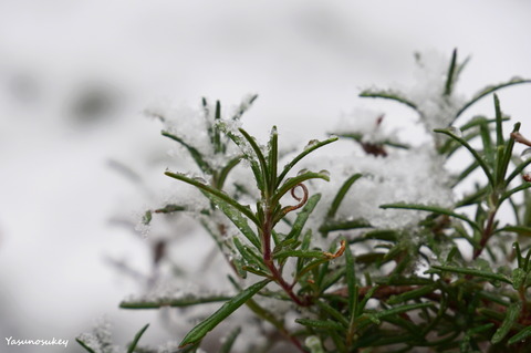 180122SnowOnHerb