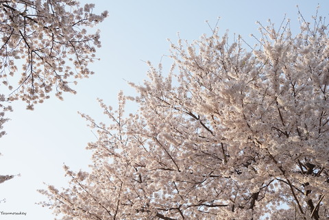 180401SakuraAtAKindergarten
