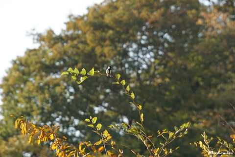 171105PerchingJapaneseTit