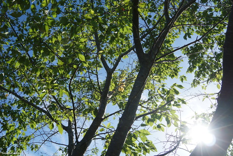 20180730AkParkTrees
