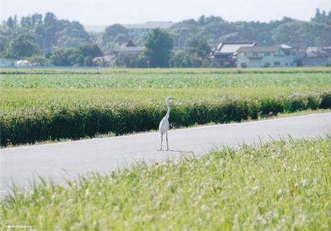 WhiteHeron