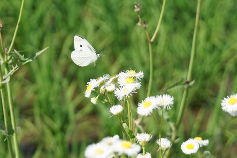 180627ButterflyHorizontal