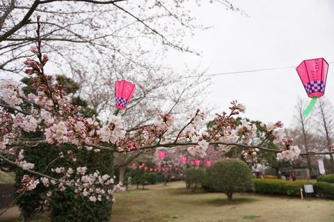 20150403SakuraInAkogigarura1