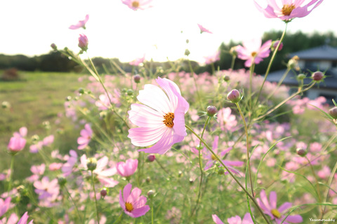 191004Cosmos1PowerShotG7XM2