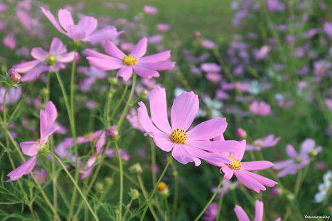 191004Cosmos2PowerShotG7XM2