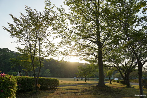 180422Trees&Sunset