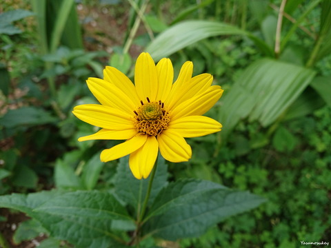 XperiaXZ2BeachSunflower180716