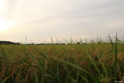 190905PaddyField