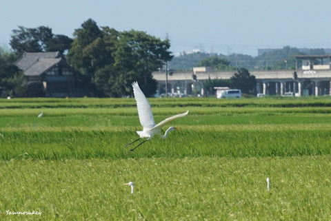 170817OharaiFlyingWhiteHeron