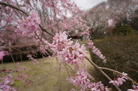 20150403SakuraInAkogigaura3