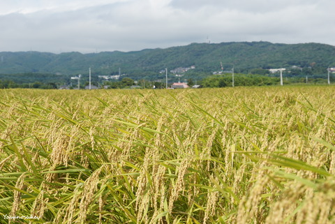 PaddyFields170908