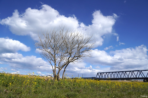 240322α6400KujiRiver_AStandingTree