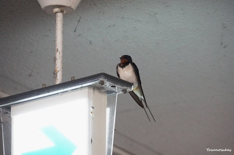 180529Swallow