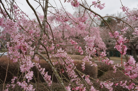 20150403SakuraInAkogigaura4