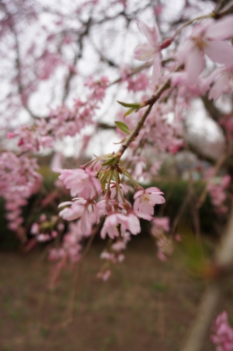 20150403WeepingCherryBlossoms