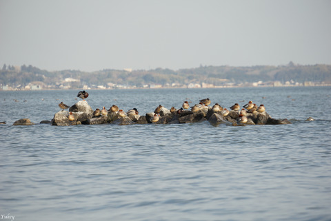 200212LakeKasumigauraA6000_2