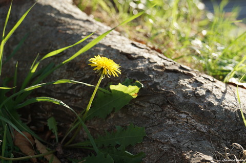 20181029Dandelion