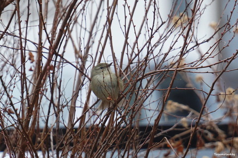 180225BushWarbler
