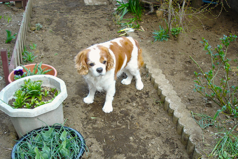 050403ChaoInTheYard