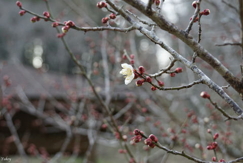 200212AyumizakiPark3