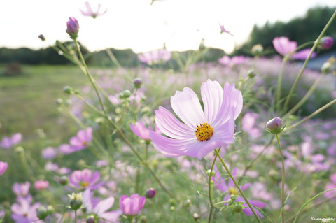 191004Cosmos1a6000