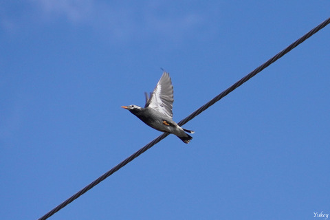 240322α6400Flyingムクドリ