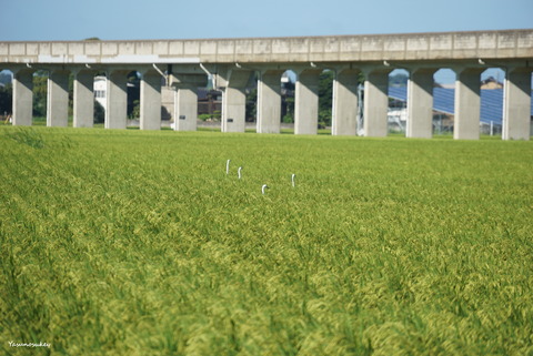 170817WhiteHeronsInPaddyField