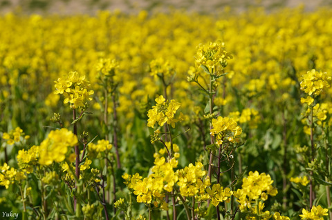 240322α6400KujiRiver_CanolaFlowers