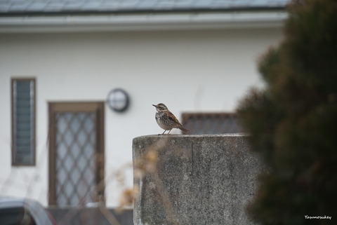 180225DuskyThrush