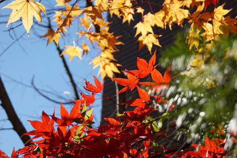 171111Karuizawa