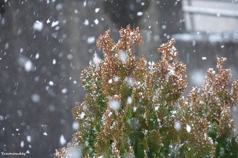180122SnowOnConifer