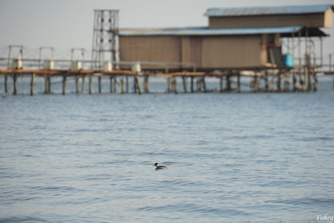 200212LakeKasumigauraA6000_3