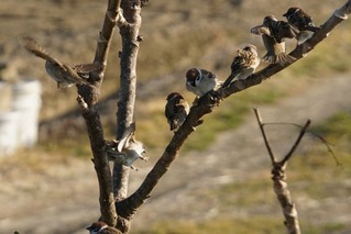 Sparrows160207