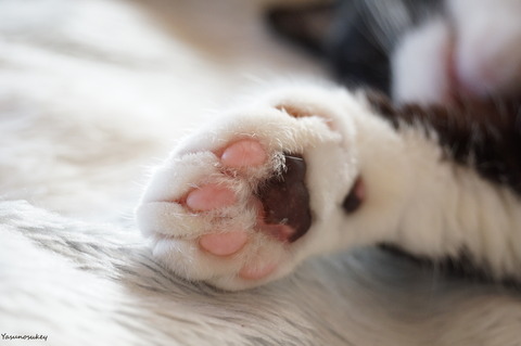 180315Sora'sPaw