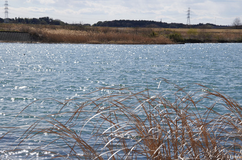 240322α6400KujiRiver_ReedGrass
