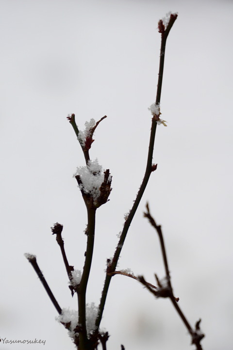 180122SnowOnTree