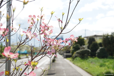 180418FloweringDogwood