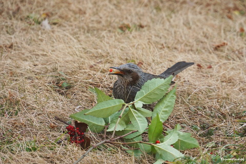 180226Bulbul
