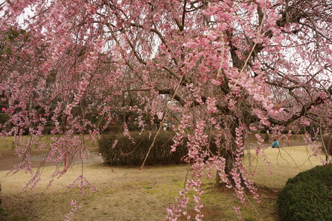 20150403SakuraInAkogigaura2