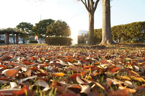 181127HitachiOtaAutumnFoliage1