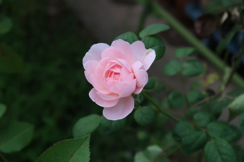 190904PinkRosePowerShotG7XM2