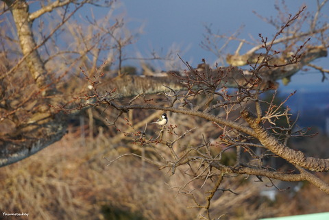 180129JapaneseTit