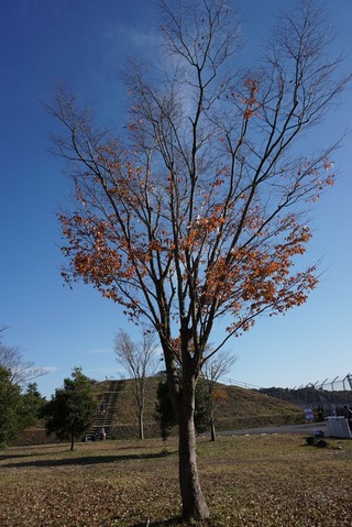 20141116Tree