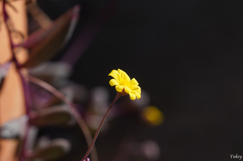 240125YellowFlower