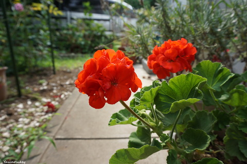 a6000Geranium180716