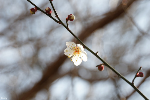 200212Ume2