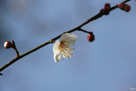 200212Ume1