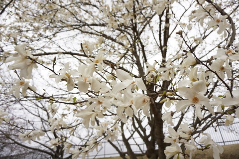 20150403Kobushi